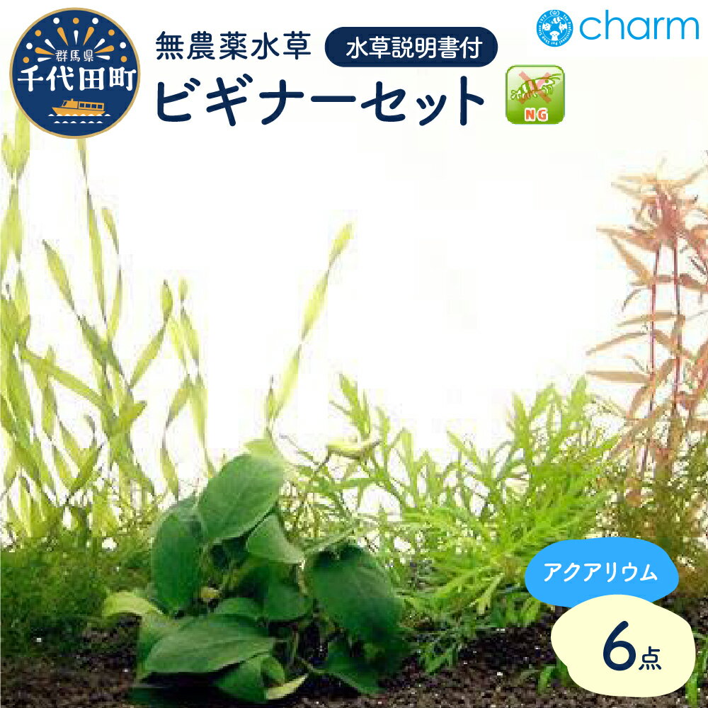 【ふるさと納税】水草 ビギナー6点セット 無農薬 1パック 