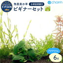 製品仕様 名称【ふるさと納税】水草 ビギナー6点セット 無農薬（1パック）説明書付 群馬 県 千代田 町 内容量・アヌビアス・ナナ 1株 ・ロタラ・ロトンディフォリア 5本 ・スクリューバリスネリア 5本 ＊在庫状況により、バリスネリアスピラリス　5本となる場合がございます。 こちらの種類はねじれがなく、ストレートな長い葉を持つ後景用の水草となります。 増え方はスクリューバリスネリアと同様です。 ・ウォーターウィステリア 1本 ＊在庫状況により、水上葉での出荷となる場合がございます。水中にそのまま植えれば水中葉を展開します。 ・ピグミーチェーンサジタリア 5株 ・ウィローモス 半パック 商品説明丈夫で、水育成の楽しみを味わえるセットです ★━━━━−−−−- 6点セットでレイアウトを楽しめる！ -−−−−━━━━★ 初心者の方も簡単に水槽のレイアウトをお楽しみいただけるビギナー6点セット！ アクアリウムを始めたいけど何を選んだらいいのかわからない・・そんなあなたにぜひおすすめしたいセットです♪ 説明書付きのため、植物の配置もばっちり！30cm前後の水槽に最適な量となっております。 ★━━━━−−−−- セット内容の水草をいくつかご紹介♪ -−−−−━━━━★ 《ロタラ・ロトンディフォリア》 ひらひらとした繊細な葉を持つ赤い色合いの水草です。環境による色合いの変化を楽しめます。 また成長が早く簡単に数を増やすことができます。 《ウィローモス》 複雑な茂みを作るコケの仲間です。 釣り糸などで石や流木に巻きつけておくと　着生する性質があります。 稚魚、稚エビ等の隠れ場所としても最適です。 ★━━━━−−−−- 農薬レベル：残留農薬処理済 -−−−−━━━━★ 入荷時点で検査を行った際、ミナミヌマエビが半日間で死んでしまい、 残留農薬が確認された商品を数日から30日程度流水に浸け置き、 その後ミナミヌマエビが半日間は死なない事が確認された商品のことを指します。 ビーシュリンプ等が入っている水槽には入れないでください。 ※当店では残留農薬のある商品の対処を行っておりますが、無農薬、残留農薬処理済の表記はあくまで目安です。 返礼品の水草をお客様の水槽に入れた後、生体の致死等の損害は一切負いかねます。予めご了承ください。 輸入の水草については抜き取り検査にて農薬チェックをしております。 局部的に残留農薬が残っている可能性が否定できませんので、返礼品の水草を導入の際にはもう一度ご確認いただけますようお願い致します。 水草商品を寄附者様の水槽に入れた後、生体の致死等の損害は一切負いかねます。予めご了承ください。 発送時期の目安入金確認後、準備ができ次第順次発送になります。 配送方法常温 注意事項※画像はイメージです、 ※水草の種類は、在庫状況により変更となる場合がございます（同等の難易度の似た種類での発送となります）。 ※こちらの特典は沖縄・離島への配送は行っておりません。 ※植物などの鮮度を保つためにお受け取りの日時指定をお願いしております。 お申し込みから1週間以降のお受け取り可能な日付を備考欄へご記入ください。 ※記載がない場合は提供元(株式会社チャーム)より直接ご連絡させていただきます。 サポート室へ日時指定に関してお問い合わせいただいた場合、お答えは出来かねますので、予めご了承ください。 【冬期期間、寒冷地域への発送停止について】 観葉植物は寒さに弱いことから、輸送中の凍結や枯れてしまうことを防ぐため、冬期期間の寒冷地への発送を停止させていただいております。 発送再開時期につきましては、翌年3月を予定しております。 お受け取り希望日にお届けできない場合は提供事業元（株式会社チャーム）より直接ご連絡をさせていただきます。 製造者・販売者株式会社チャーム ※返礼品についてなるべく早めの発送を心がけておりますが、入金を確認してから発送までに1ヵ月以上お時間いただく場合がございます。 ※配送日時指定のご希望や事前連絡等の対応はいたしかねますので予めご了承の程宜しくお願い致します。 ※返礼品の送付は、群馬県千代田町外にお住まいの方に限らせていただきます。 ・ふるさと納税よくある質問はこちら ・寄付申込みのキャンセル、返礼品の変更・返品はできません。あらかじめご了承ください。「ふるさと納税」寄附金は、下記の事業を推進する資金として活用してまいります。 寄附を希望される皆さまの想いでお選びください。 (1)まちづくりに関する事業 (2)特に指定する事業 上記(2)を選択される方は、申込完了後に届く「 注文内容ご確認 」という件名のメールに記載の問合せフォームから指定する事業をご連絡ください。 ■受領証明書 入金確認後、注文内容確認画面の【注文者情報】に記載の住所に約一ヶ月以内に発送いたします。 ■ワンストップ特例申請書 申請書を受領証明書と一緒にお送りしますので、必要情報を記載の上返信してください。 申請受付につきましては、Eメールにてご連絡いたします。受付書の郵送はしておりませんのでご了承ください。 [郵送先] 〒999-3590　山形県西村山郡河北町谷地字砂田143-1 千代田町ふるさと納税サポート室　宛て