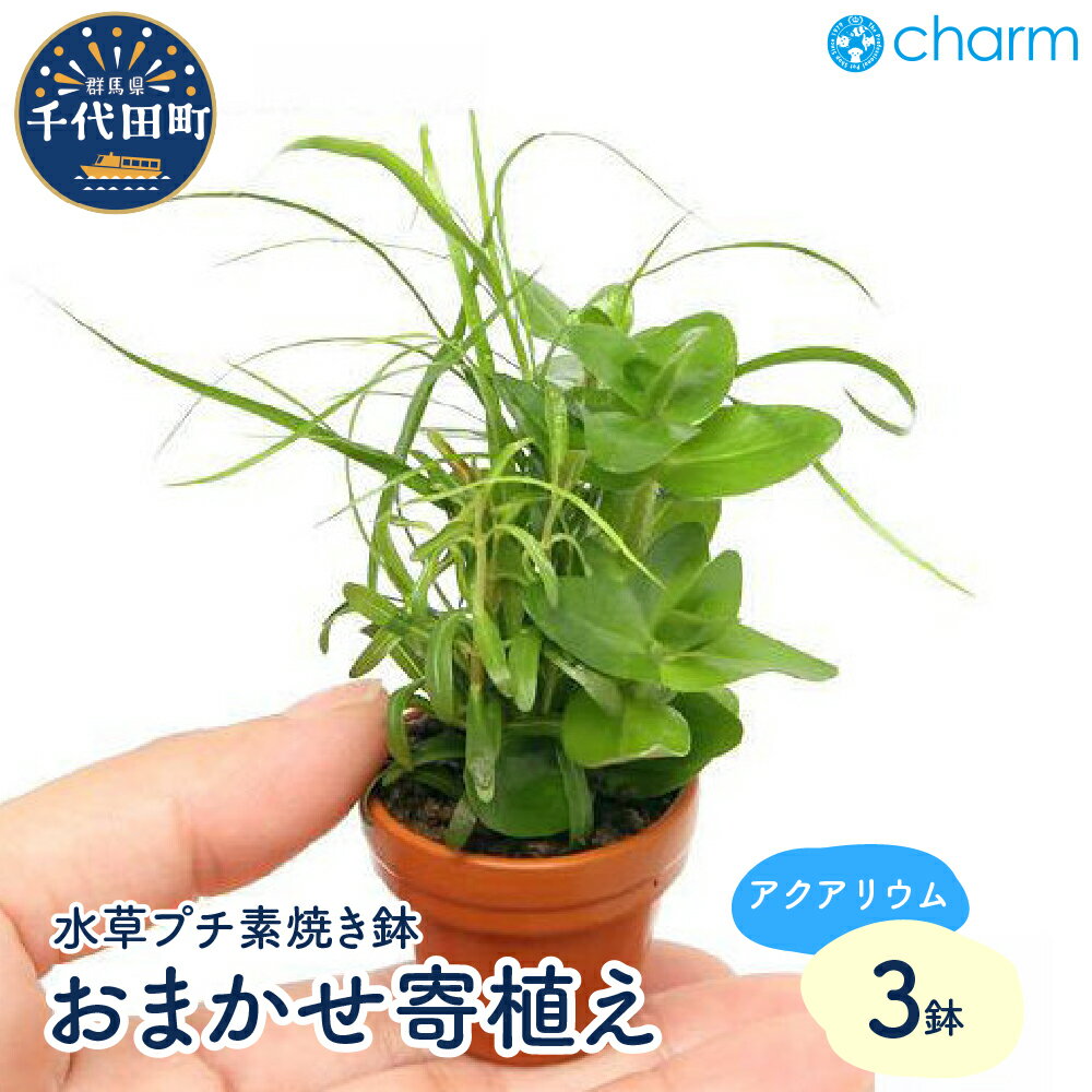 【ふるさと納税】水草 プチ素焼き鉢 おまかせ寄せ植えミックス 水上葉 無農薬 3鉢 インテリア ナチュラル 自然 リラクゼーション 室内栽培 プレゼント 送料無料 趣味 緑 人気 オススメ 初心者 玄関 リビング キッチン 水槽 アクアリウム 株式会社チャーム