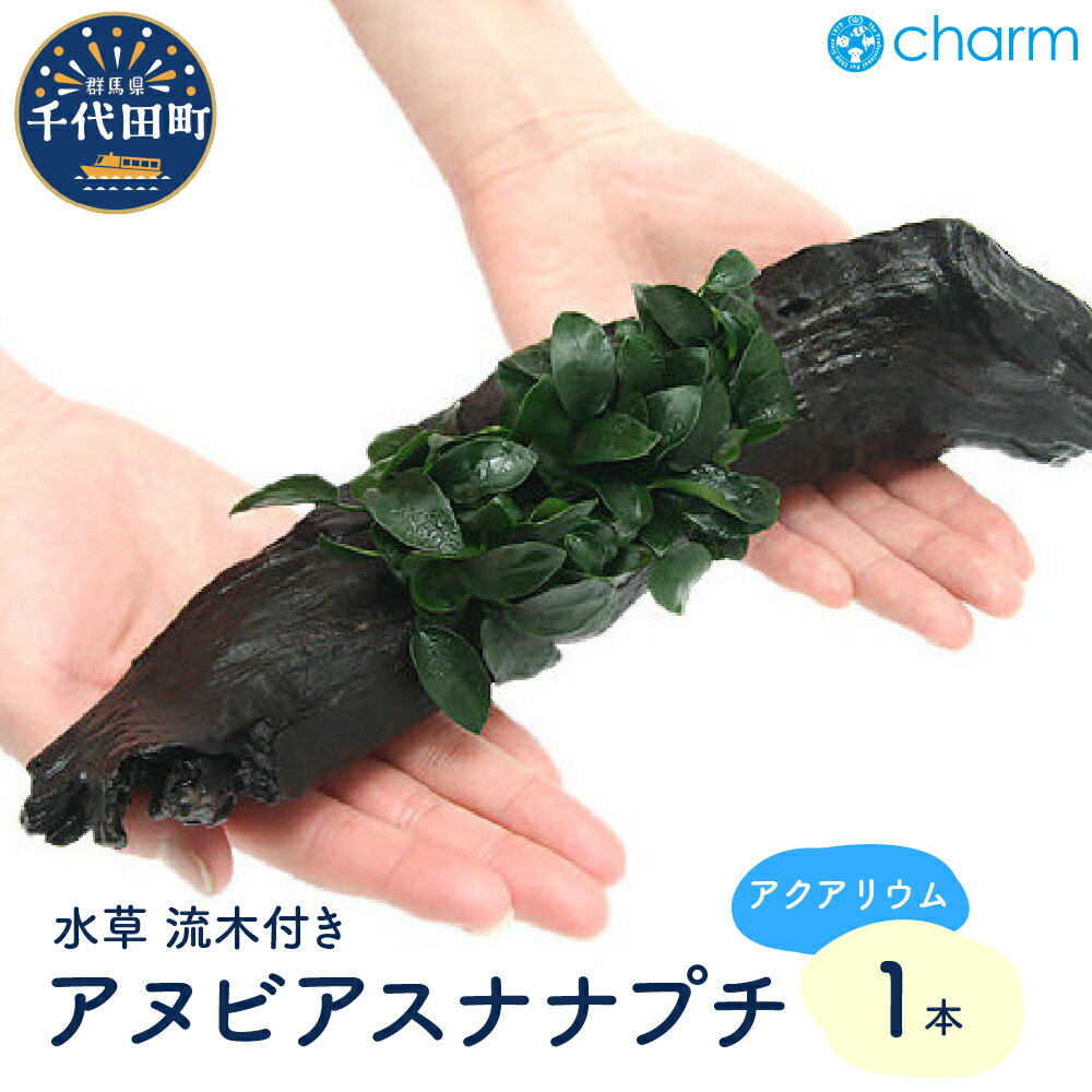 【ふるさと納税】水草 アヌビアスナナ プチ 流木付 Lサイズ 水上葉 1本 (約25cm) インテリア ナチュラル 自然 リラクゼーション 室内栽培 プレゼント 送料無料 趣味 緑 人気 オススメ 初心者 玄関 リビング キッチン 水槽 アクアリウム 株式会社チャーム