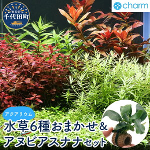 【ふるさと納税】水草 おまかせ水上葉 レイアウトセット 30cm 水槽用 6種+ライフマルチ アヌビアスナナ (1個) 株式会社チャーム