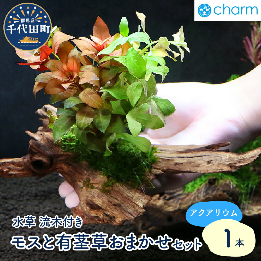 【ふるさと納税】水草 モスと有茎草(半水中葉)のおまかせセット 流木付 1個 約15cm インテリア ナチュラル 自然 リラクゼーション 室内栽培 プレゼント 送料無料 趣味 緑 人気 オススメ 初心者 玄関 リビング キッチン 水槽 アクアリウム 株式会社チャーム