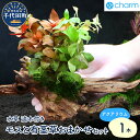 【ふるさと納税】水草 モスと有茎草(半水中葉)のおまかせセット 流木付 1個 約15cm インテリア ナチュラル 自然 リラクゼーション 室内栽培 プレゼント 送料無料 趣味 緑 人気 オススメ 初心者 玄関 リビング キッチン 水槽 アクアリウム 株式会社チャーム