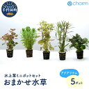 【ふるさと納税】水草 ミニ おまかせセット 5ポット インテリア ナチュラル 自然 リラクゼーション 室内栽培 プレゼント ギフト 贈答用 送料無料 趣味 風水 緑 ライフスタイル 人気 オススメ 初心者 玄関 リビング キッチン 水槽 アクアリウム 株式会社チャーム