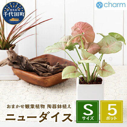 観葉植物 おまかせ観葉植物 陶器鉢植え ニューダイスS WH 5鉢 インテリア ナチュラル 自然 リラクゼーション プレゼント ギフト 贈答用 送料無料 趣味 風水 緑 ライフスタイル 人気 オススメ 初心者 玄関 リビング 株式会社チャーム