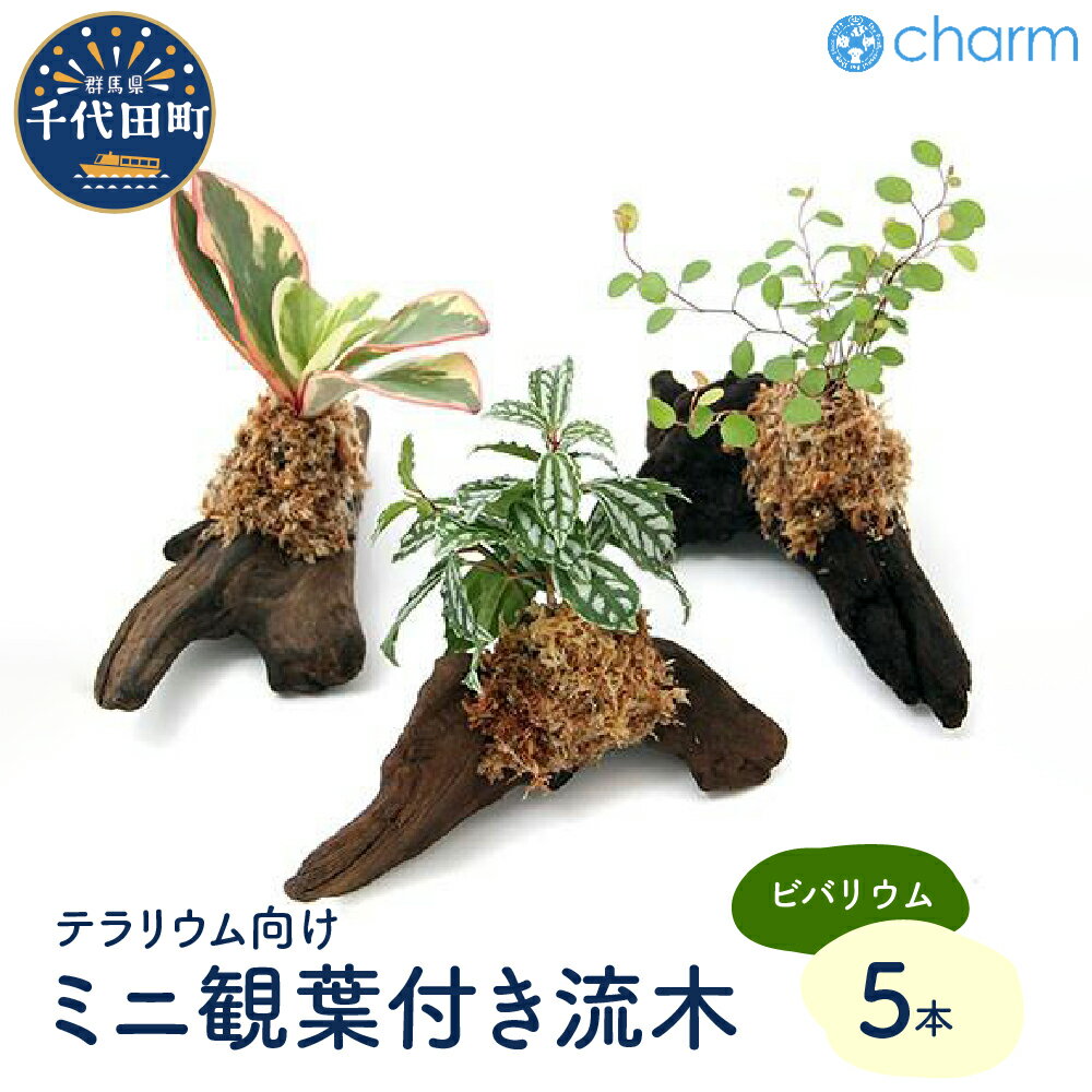 アクアリウム 【ふるさと納税】観葉植物 テラリウム向け ミニ観葉付流木 Sサイズ 約15cm 5本 インテリア 自然 リラクゼーション 室内栽培 プレゼント ギフト 送料無料 趣味 ライフスタイル 人気 オススメ 初心者 玄関 リビング キッチン 水槽 株式会社チャーム