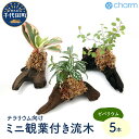 観葉植物 テラリウム向け ミニ観葉付流木 Sサイズ 約15cm 5本 インテリア 自然 リラクゼーション 室内栽培 プレゼント ギフト 送料無料 趣味 ライフスタイル 人気 オススメ 初心者 玄関 リビング キッチン 水槽 株式会社チャーム