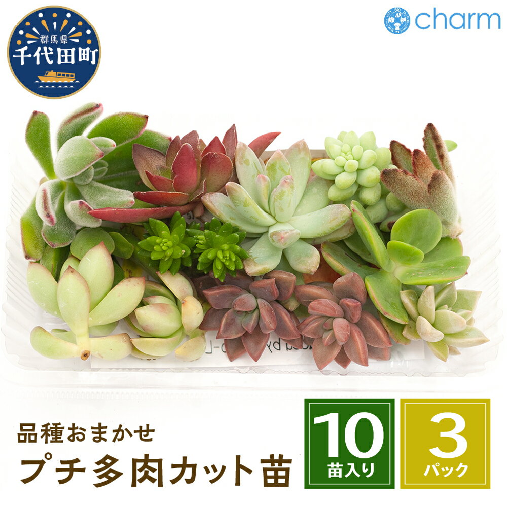 23位! 口コミ数「0件」評価「0」観葉植物 おまかせプチ多肉 カット苗 10苗入り 3パック インテリア ナチュラル 自然 リラクゼーション プレゼント ギフト 贈答用 送料･･･ 