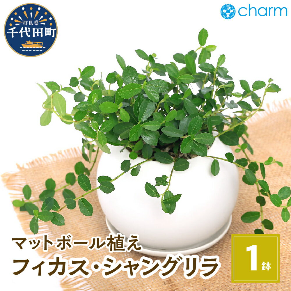 観葉植物 フィカス シャングリラ つる性ガジュマル マットボールM植え（1鉢） インテリア ナチュラル 室内栽培 プレゼント 送料無料 趣味 人気 オススメ 初心者 玄関 リビング 受皿付 軽石砂 北海道冬季発送不可 株式会社チャーム