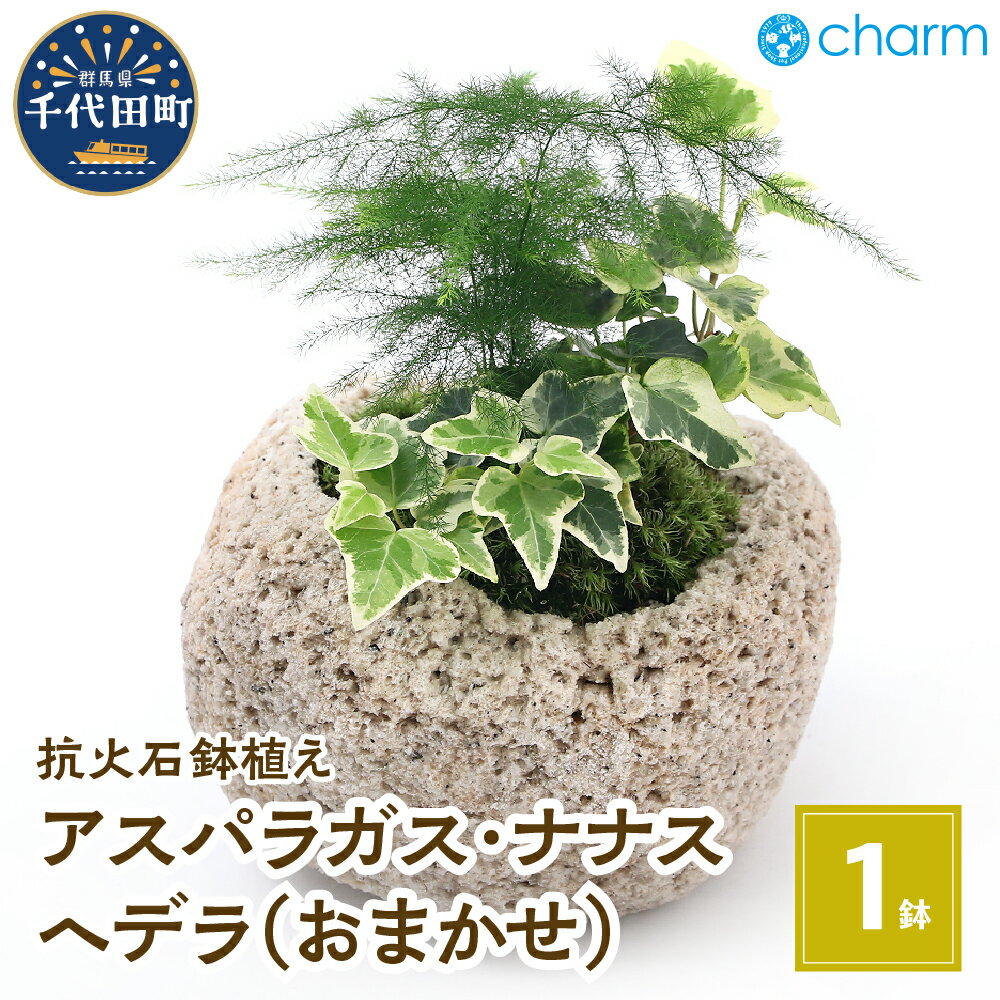 観葉植物 苔盆栽 アスパラガス・ナナス＆ヘデラ おまかせ 抗火石鉢植え Mサイズ（1鉢） インテリア ナチュラル リラクゼーション 室内栽培 プレゼント 送料無料 趣味 人気 オススメ 初心者 玄関 リビング 苔 北海道冬季発送不可 株式会社チャーム