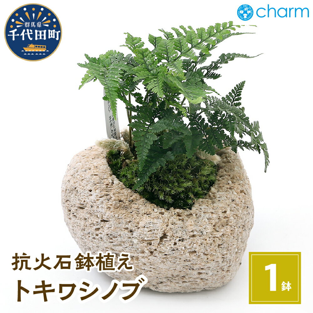 【ふるさと納税】観葉植物 苔盆栽 トキワシノブ 抗火石鉢植え