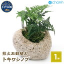 観葉植物 苔盆栽 トキワシノブ 抗火石鉢植え Mサイズ（1鉢） インテリア ナチュラル リラクゼーション 室内栽培 プレゼント 送料無料 趣味 人気 オススメ 初心者 玄関 リビング 苔 北海道冬季発送不可 株式会社チャーム