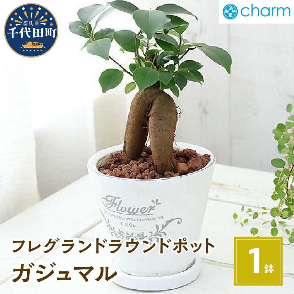 3位! 口コミ数「1件」評価「3」観葉植物 ガジュマル フレグランドラウンドポットXS植え（1鉢） インテリア ナチュラル 自然 幸福をよぶ 室内栽培 プレゼント 送料無料 ･･･ 