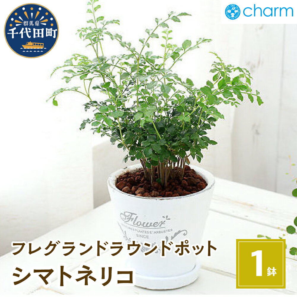 シマトネリコ 【ふるさと納税】観葉植物 シマトネリコ フレグランドラウンドポットXS植え（1鉢） インテリア ナチュラル リラクゼーション 室内栽培 プレゼント 送料無料 趣味 人気 オススメ 初心者 玄関 リビング 受皿付 セラミス 北海道冬季発送不可 株式会社チャーム