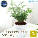 【ふるさと納税】観葉植物 シマトネリコ フレグランドラウンド