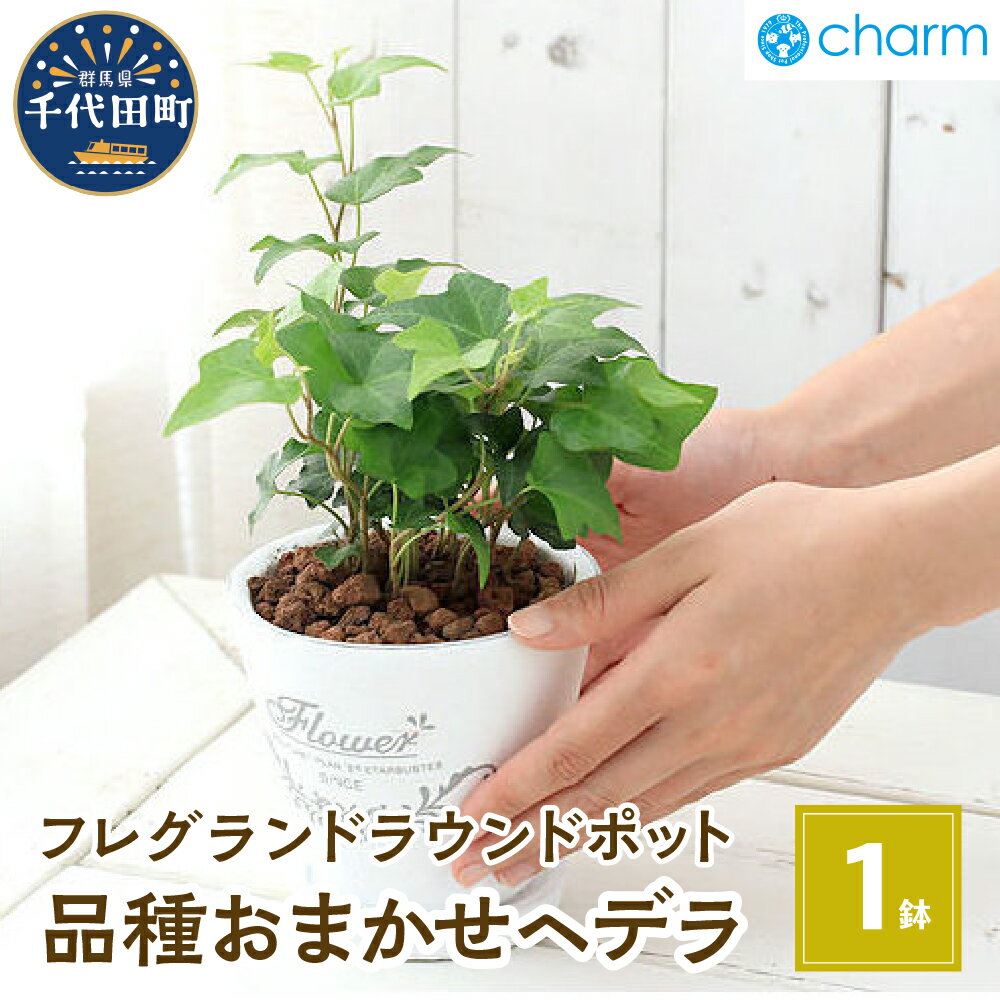 観葉植物 ヘデラ 品種 おまかせ フレグランドラウンドポットXS植え（1鉢） インテリア リラクゼーション 室内栽培 プレゼント 送料無料 趣味 人気 オススメ 初心者 玄関 リビング 受皿付 セラミス 北海道冬季発送不可 株式会社チャーム