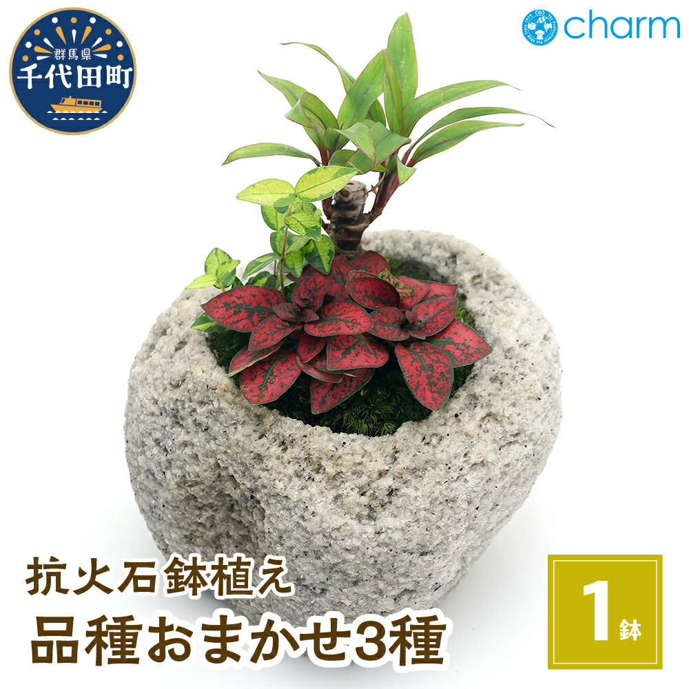 【ふるさと納税】観葉植物 苔盆栽 おまかせ観葉植物 3種アレ