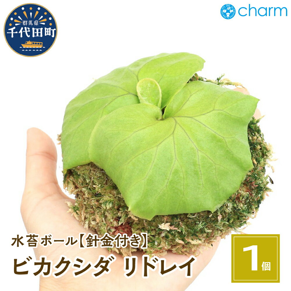 楽天市場】リドレイ(観葉植物|花・観葉植物):花・ガーデン 楽天市場】リドレイ(観葉植物|花・観葉植物):花・ガーデン