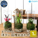 【ふるさと納税】苔テラリウム 洋ラン 品種おまかせ 円柱ボトルSサイズ 蓋付 (1個)群馬県千代田町 インテリア ナチュラル かわいい 癒し 植物 リラクゼーシ...