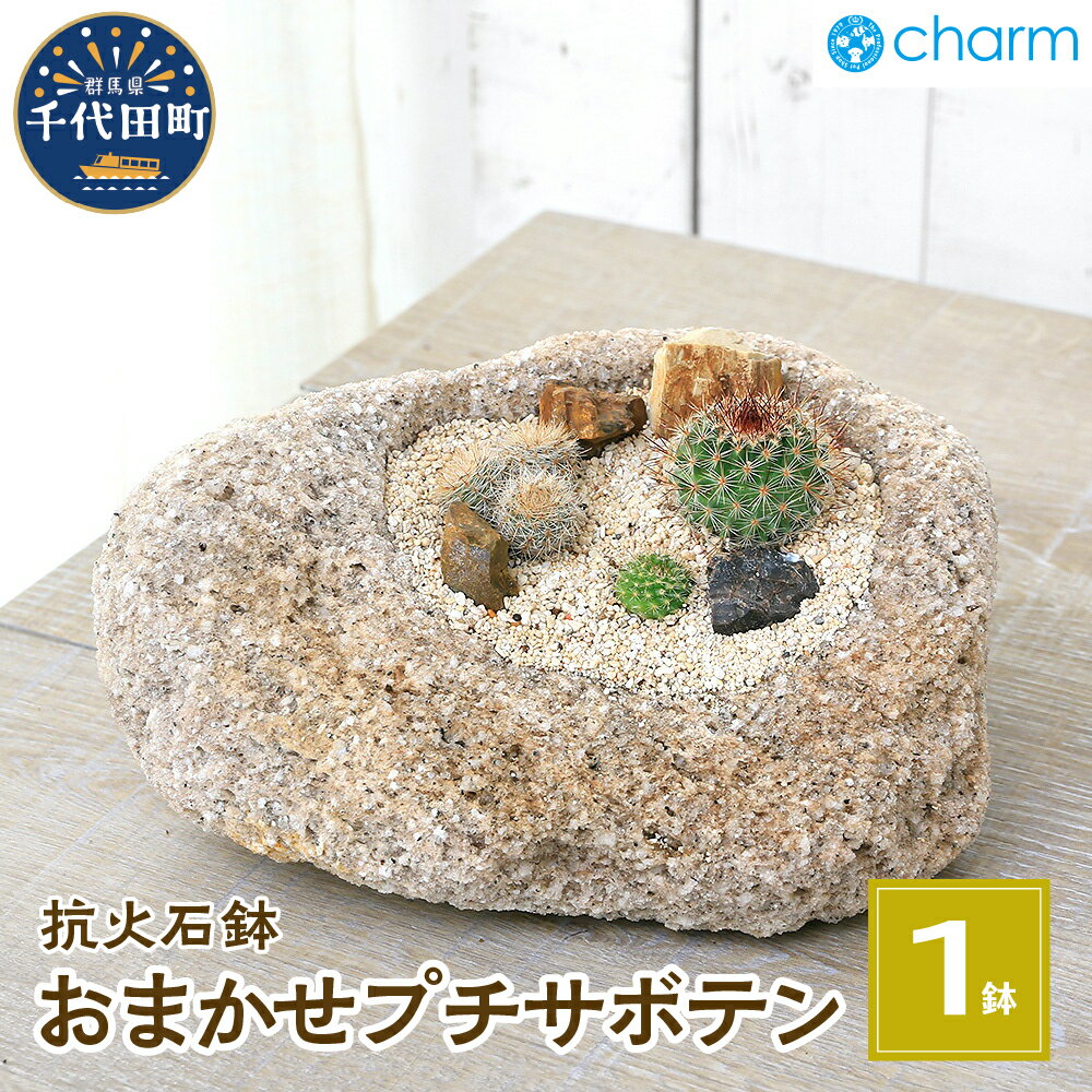 おまかせプチ サボテン 自生地風レイアウト 抗火石鉢(1鉢) 多肉植物 インテリア ナチュラル かわいい リラクゼーション 室内栽培 プレゼント 贈答用 お祝い 送料無料 趣味 家庭 ライフスタイル 人気 オススメ 初心者 玄関リビング 株式会社チャーム