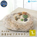 【ふるさと納税】おまかせプチ サボテン 自生地風レイアウト 抗火石鉢(1鉢) 多肉植物 インテリア ナチュラル かわいい リラクゼーション 室内栽培 プレゼント 贈答用 お祝い 送料無料 趣味 家庭 ライフスタイル 人気 オススメ 初心者 玄関リビング 株式会社チャーム