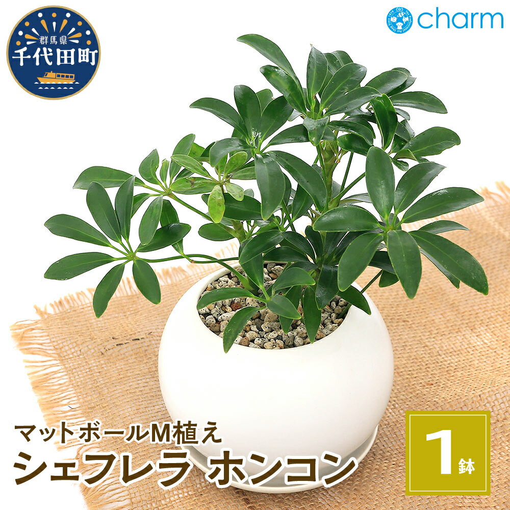シェフレラ ホンコン マットボールM植え(1鉢) 受皿付 軽石砂 北海道冬季発送不可 群馬県千代田町 多肉植物 インテリア ナチュラル かわいい リラクゼーション 室内栽培 プレゼント ギフト 贈答用 お祝い 趣味 ライフスタイル 株式会社チャーム