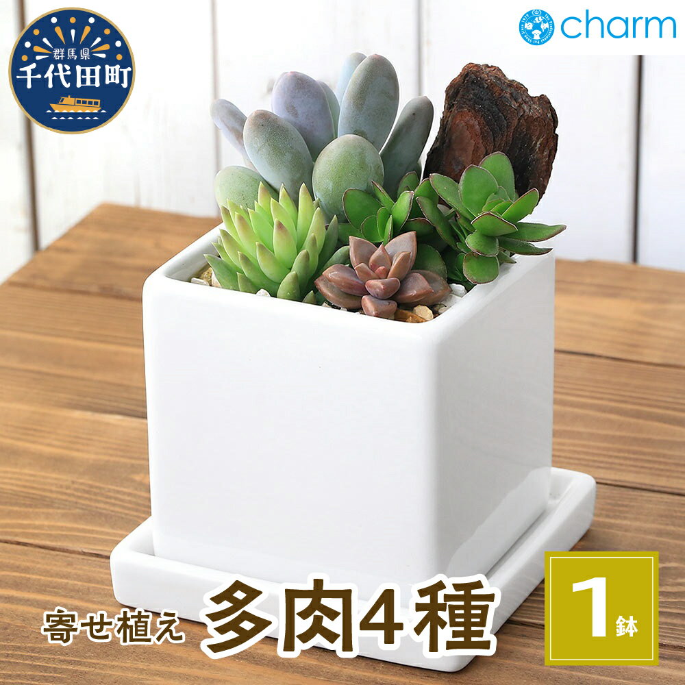 【ふるさと納税】 多肉 4種寄せ植え 陶器鉢植え ダイスM白(1鉢) 受皿付 ゼオライト 北海道冬季発送不可 群馬県千代田町 インテリア ナチュラル オシャレ リラクゼーション 室内栽培 プレゼント ギフト 贈答用 お祝い 趣味 ライフスタイル 株式会社 チャーム