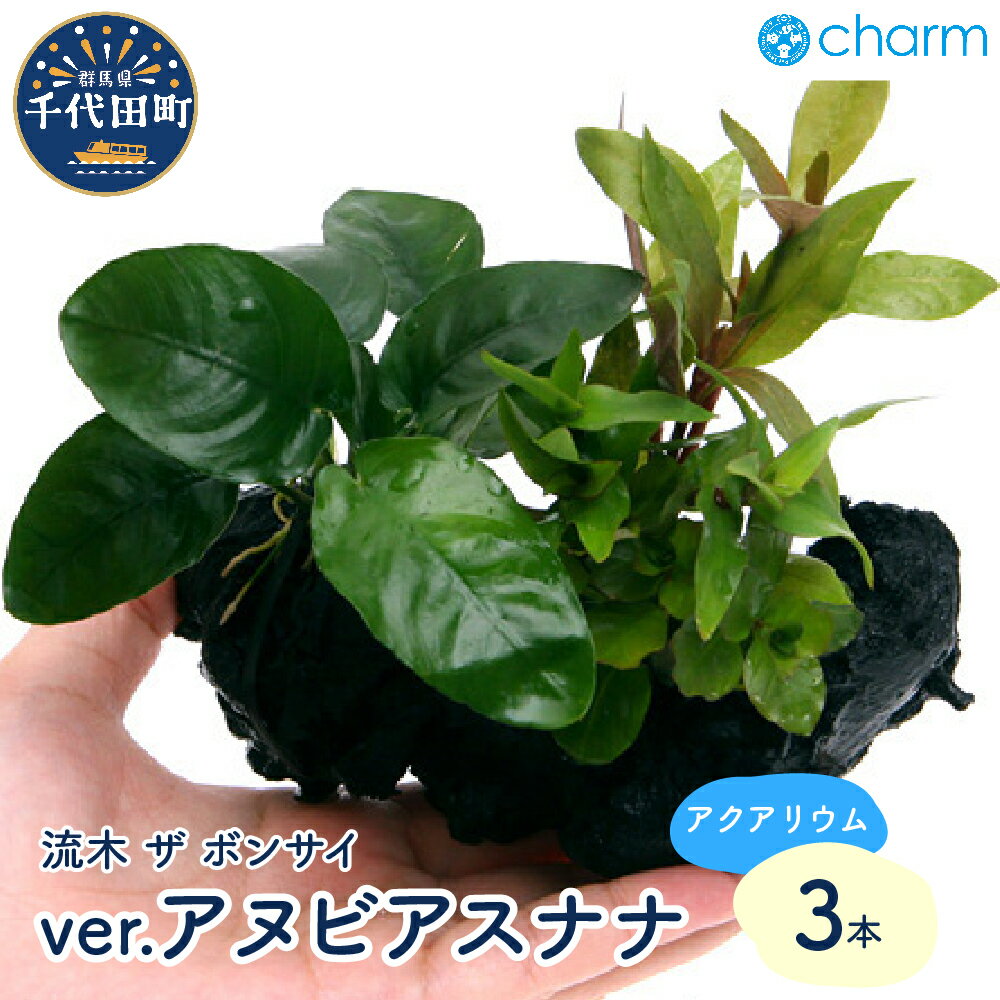 【ふるさと納税】水草 流木 ザ ボンサイ ver アヌビアスナナ Sサイズ 水上葉 3本 約15cm インテリア ナチュラル 自然 リラクゼーション 室内栽培 プレゼント 送料無料 趣味 緑 人気 オススメ 初心者 玄関 リビング キッチン 水槽 アクアリウム 株式会社チャーム