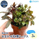 【ふるさと納税】水草 紅葉ミックス おまかせセット 3鉢 インテリア ナチュラル 自然 リラクゼーション 室内栽培 プレゼント 送料無料 趣味 緑 人気 オスス...