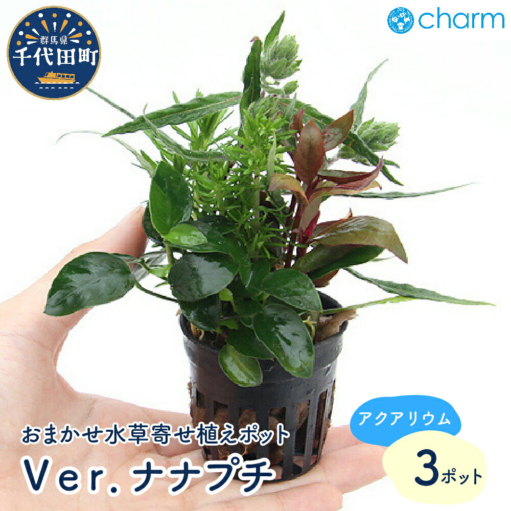 水草 おまかせ水草寄せ植えポット Ver.ナナプチ 水上葉 (3ポット) インテリア ナチュラル 自然 リラクゼーション 室内栽培 プレゼント 送料無料 趣味 緑 人気 オススメ 初心者 玄関 リビング キッチン 水槽 アクアリウム 株式会社チャーム