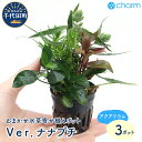 【ふるさと納税】水草 おまかせ水草寄せ植えポット Ver．ナ