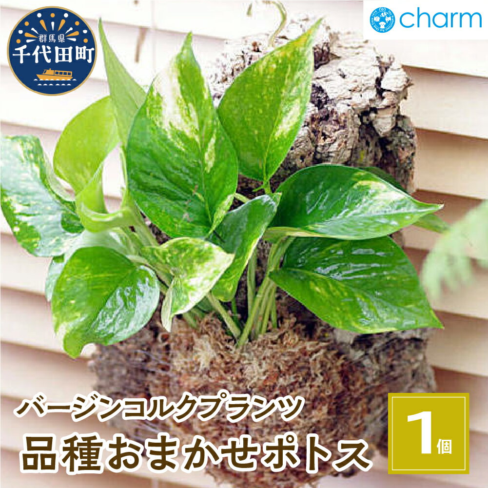 【ふるさと納税】観葉植物 バージンコルクプランツ ポトス 品