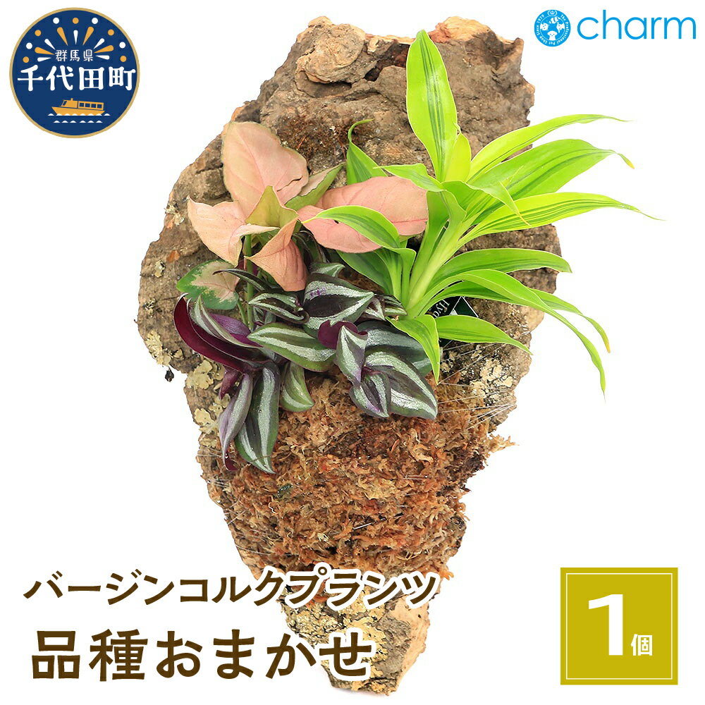 【ふるさと納税】観葉植物 バージンコルクプランツ ミニ観葉 