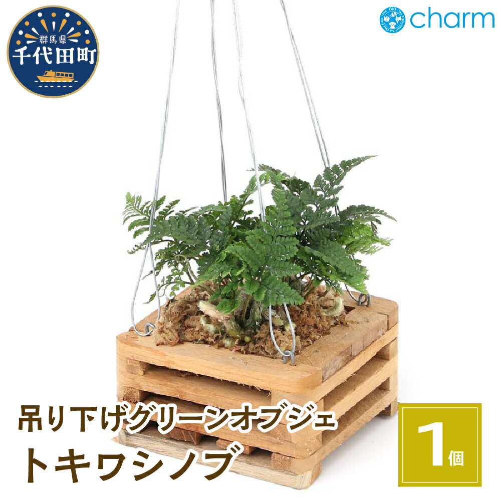 観葉植物 トキワシノブ チーク材 バスケット植え 四角形 小サイズ(1鉢) インテリア ナチュラル 自然 プレゼント ギフト 贈答用 送料無料 趣味 風水 緑 かわいい 人気 オススメ 初心者 玄関 吊り下げ 北海道冬季発送不可 株式会社チャーム