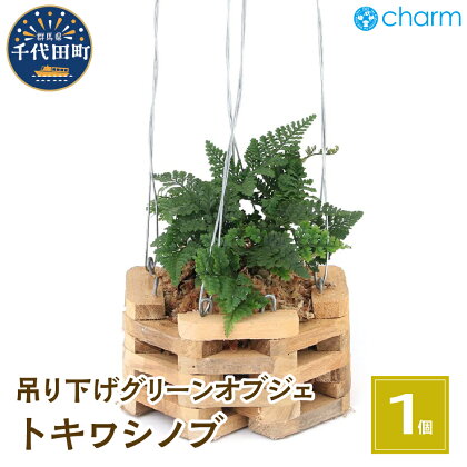 観葉植物 トキワシノブ チーク材バスケット植え 八角形 小サイズ（1鉢） インテリア ナチュラル 自然 プレゼント ギフト 贈答用 送料無料 趣味 風水 緑 かわいい 人気 オススメ 初心者 玄関 吊り下げ 北海道冬季発送不可 株式会社チャーム