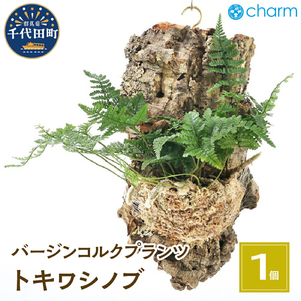 観葉植物 バージンコルクプランツ トキワシノブ(1個) インテリア ナチュラル 自然 リラクゼーション プレゼント ギフト 贈答用 送料無料 趣味 風水 緑 かわいい 人気 オススメ 初心者 玄関 壁掛け 北海道冬季発送不可 株式会社チャーム