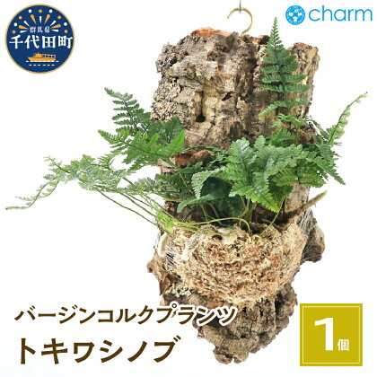 観葉植物 バージンコルクプランツ トキワシノブ（1個） インテリア ナチュラル 自然 リラクゼーション プレゼント ギフト 贈答用 送料無料 趣味 風水 緑 かわいい 人気 オススメ 初心者 玄関 壁掛け 北海道冬季発送不可 株式会社チャーム