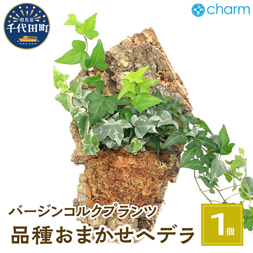 【ふるさと納税】観葉植物 バージンコルクプランツ ヘデラ 品