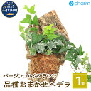 楽天群馬県千代田町【ふるさと納税】観葉植物 バージンコルクプランツ ヘデラ 品種おまかせ（1個） インテリア ナチュラル 自然 リラクゼーション プレゼント ギフト 贈答用 送料無料 趣味 風水 緑 かわいい 人気 オススメ 初心者 玄関 壁掛け 北海道冬季発送不可 株式会社チャーム