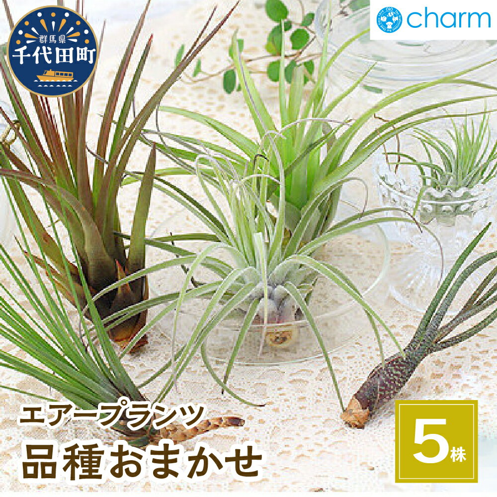 【ふるさと納税】観葉植物 エアープランツ 品種おまかせ （5株） インテリア ナチュラル 自然 リラクゼーション プレゼント ギフト 贈答用 送料無料 趣味 風水 緑 かわいい 人気 オススメ 初心者 玄関 自家栽培 北海道冬季発送不可 株式会社チャーム