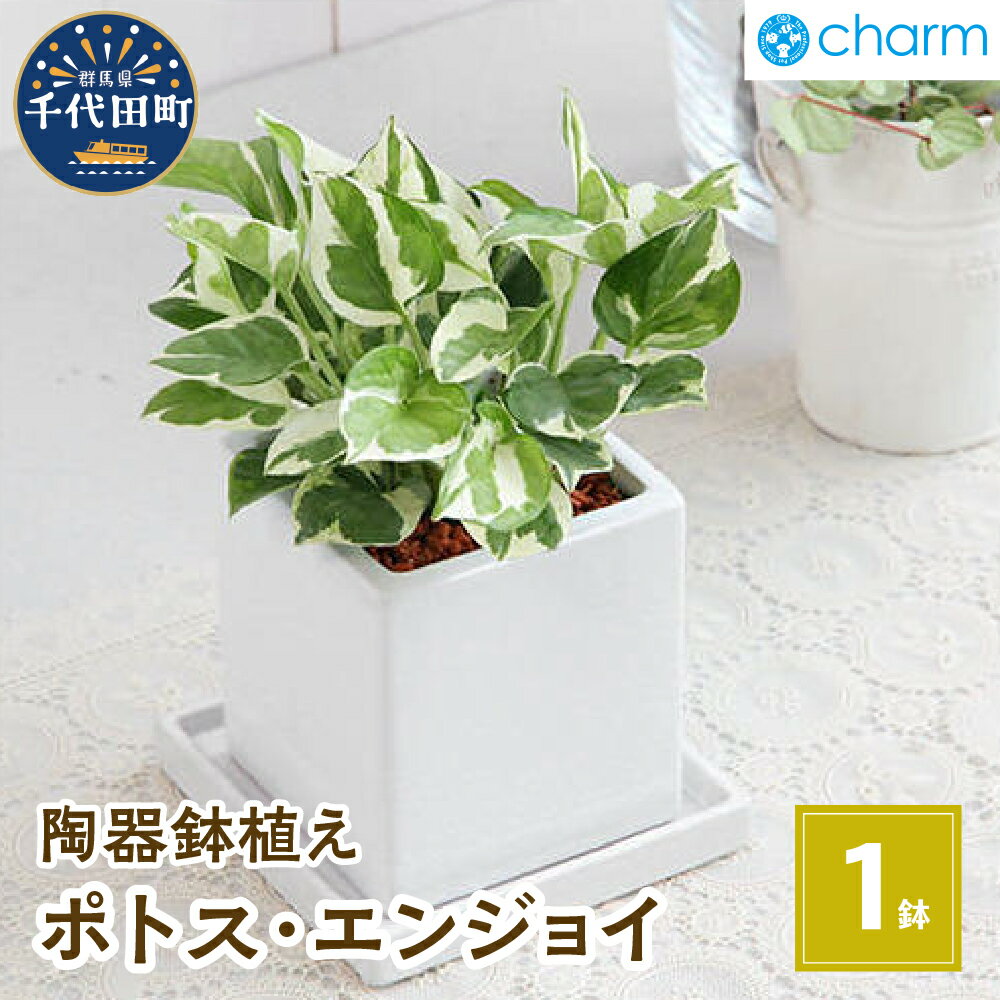 13位! 口コミ数「2件」評価「4.5」観葉植物 ポトス エンジョイ 陶器鉢植え ダイスM白（1鉢） インテリア ナチュラル 自然 リラクゼーション プレゼント 贈答用 送料無料 ･･･ 