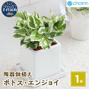 22位! 口コミ数「2件」評価「4.5」観葉植物 ポトス エンジョイ 陶器鉢植え ダイスM白（1鉢） インテリア ナチュラル 自然 リラクゼーション プレゼント 贈答用 送料無料 ･･･ 