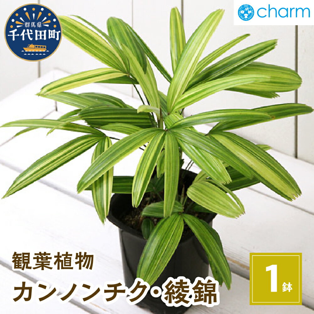 【ふるさと納税】観葉植物 ヤシ カンノンチク 観音竹 綾錦 4号（1鉢） インテリア ナチュラル 自然 リラクゼーション プレゼント ギフト 贈答用 送料無料 趣味 風水 緑 ライフスタイル 人気 オススメ 初心者 玄関 北海道冬季発送不可 株式会社チャーム