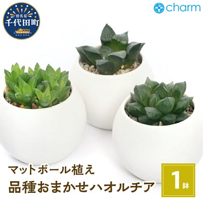 観葉植物 ハオルチア 品種おまかせ マットボールS植え（1鉢） かわいい インテリア 手入れ簡単 玄関 寝室 リビング 贈り物 プレゼント 受皿付 軽石砂 北海道冬季発送不可 株式会社チャーム