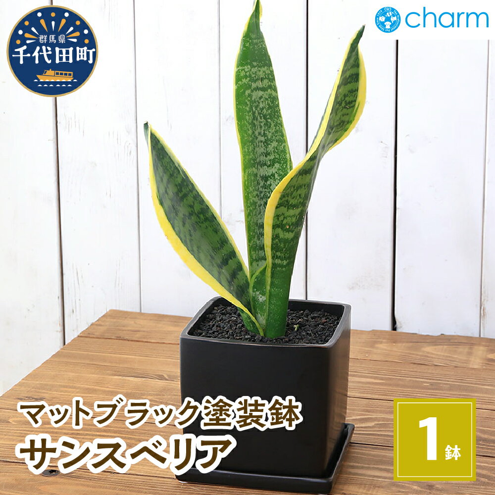 【ふるさと納税】観葉植物 サンスベリア 陶器鉢植え 