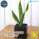 【ふるさと納税】観葉植物 サンスベリア 陶器鉢植え 