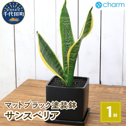 観葉植物 サンスベリア 陶器鉢植え マットブラック塗装鉢（1鉢） 受け皿付き 溶岩砂 陶器 おしゃれ 虎の尾 幸運 縁起 北海道冬季発送不可 株式会社チャーム