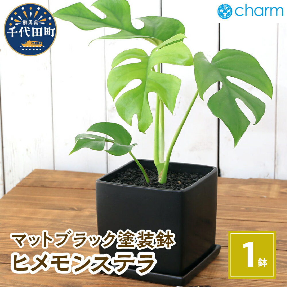 観葉植物 ヒメモンステラ 陶器鉢植え マットブラック塗装鉢(1鉢) 受け皿付き 溶岩砂 インテリア おしゃれ 幸運 縁起 北海道冬季発送不可 株式会社チャーム