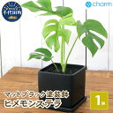 【ふるさと納税】観葉植物 ヒメモンステラ 陶器鉢植え マットブラック塗装鉢（1鉢） 受け皿付き 溶岩砂 インテリア おしゃれ 幸運 縁起..