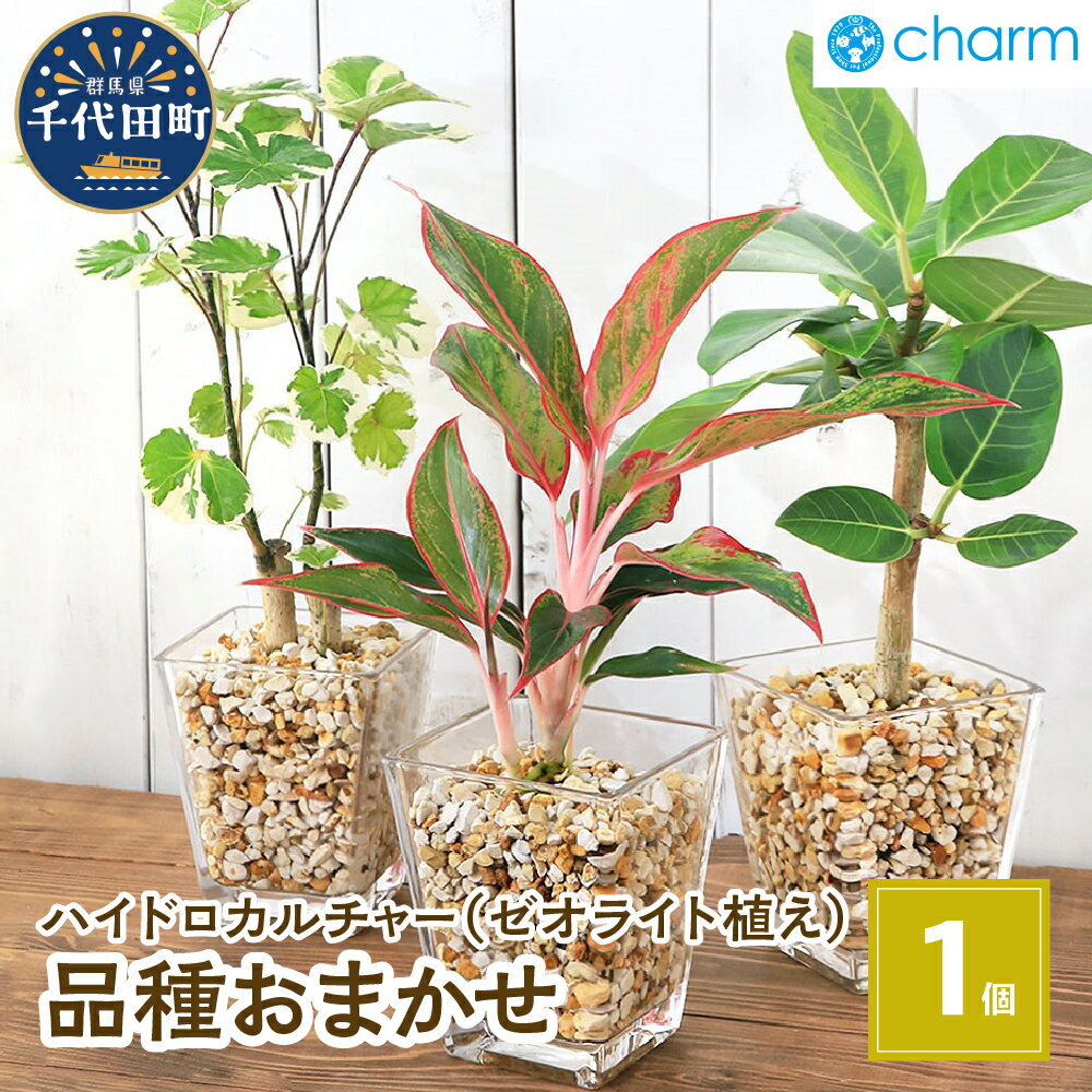 【ふるさと納税】観葉植物 品種おまかせハイドロカルチャー 9φサイズ ゼオライト植え（1個） インテリ...